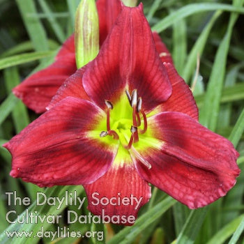 Placeholder image for Daylily Under The Volcano