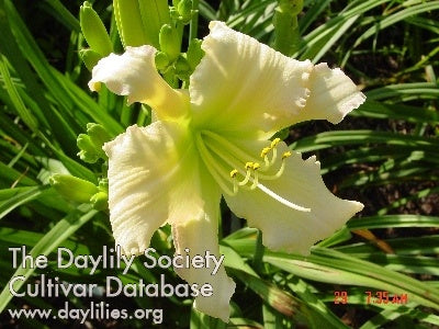Placeholder image for Daylily Vino Blanco