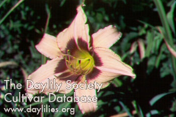Image of Daylily Classic Caper