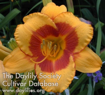 Daylily Fooled Me