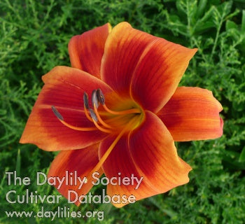 Daylily Outrageous