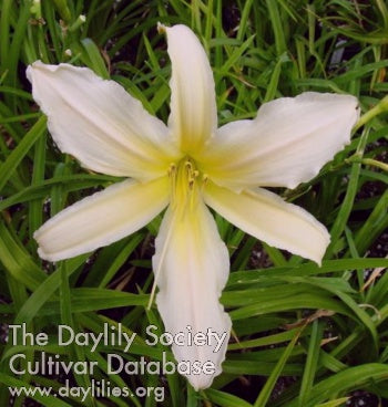 Image of Daylily Spiral Charmer
