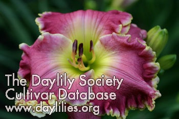 Placeholder image for Daylily Just a Closer Walk