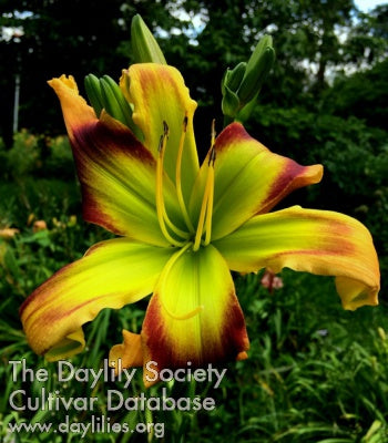 Placeholder image for Daylily Lime Painted Licorice
