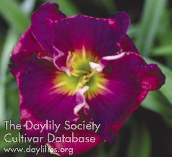 Placeholder image for Daylily The Band Played On
