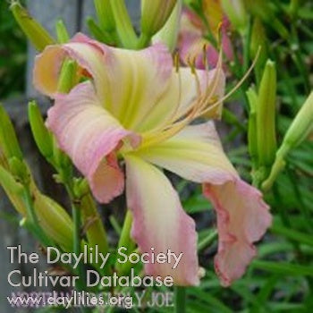 Placeholder image for Daylily North Wind Curly Joe