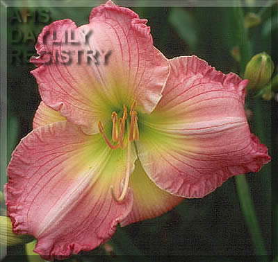 Placeholder image for Daylily Jubilee Ball