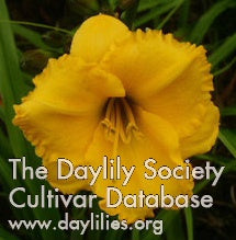 Placeholder image for Daylily Little Cheese