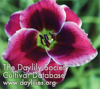 Placeholder image for Daylily Little Gamecock