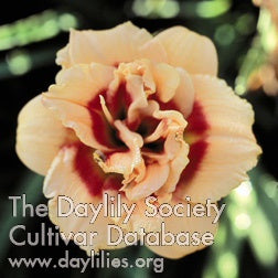 Placeholder image for Daylily Little Whipper Snapper