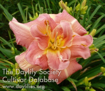 Placeholder image for Daylily Louise Mercer