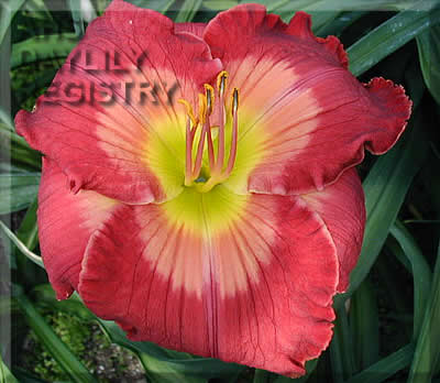 Placeholder image for Daylily Man Of Sorrows