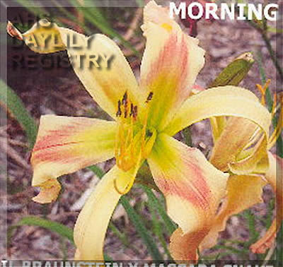 Placeholder image for Daylily Morning Face
