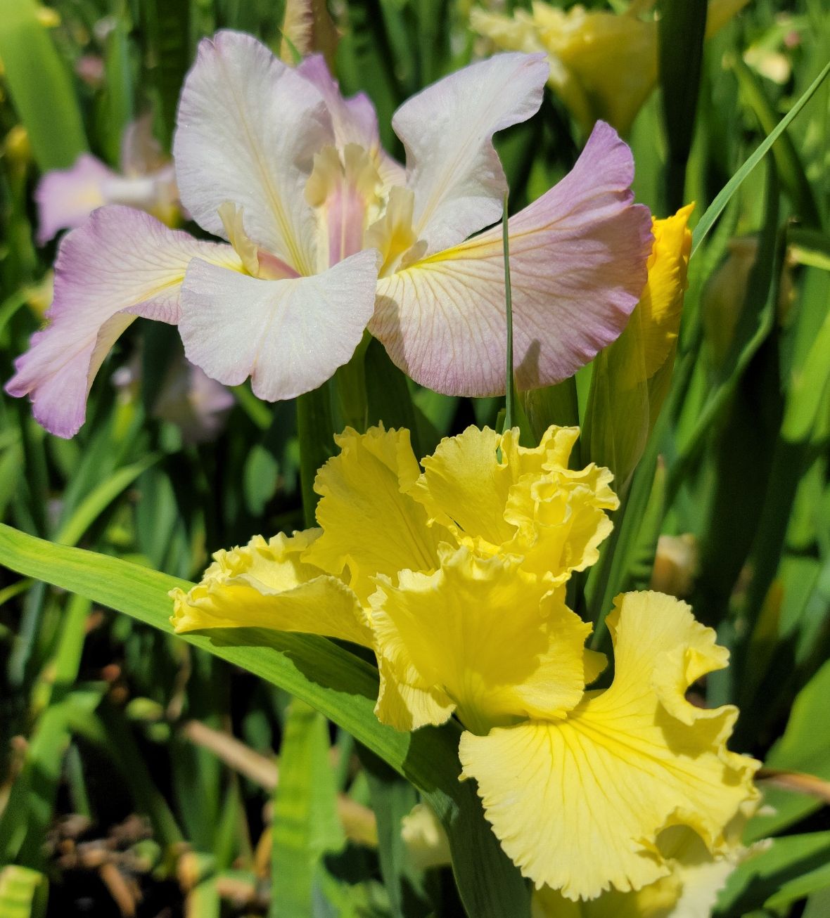 Burst of Color Louisiana Iris Collection