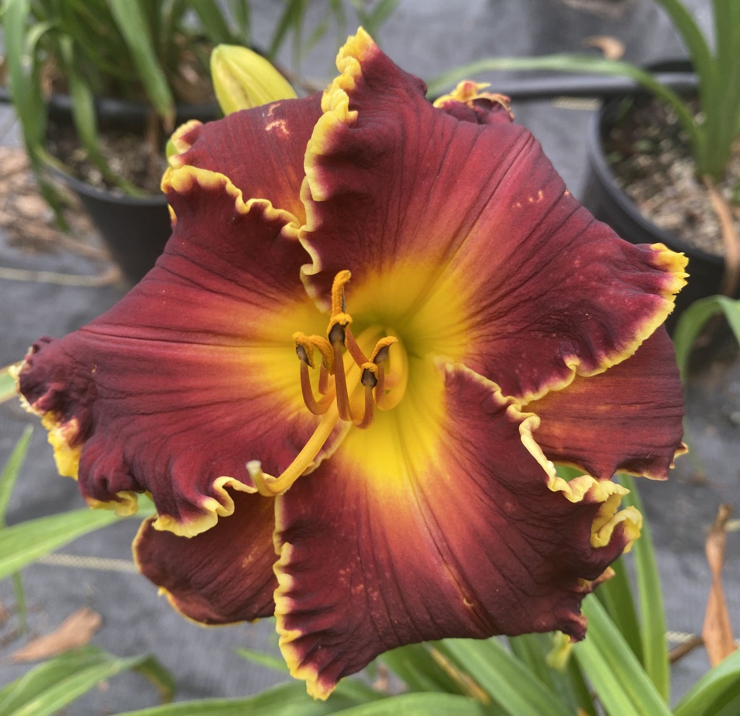 Daylily Blessings Beyond Measure