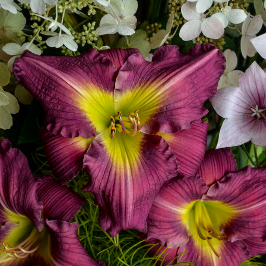Daylily Garden Show