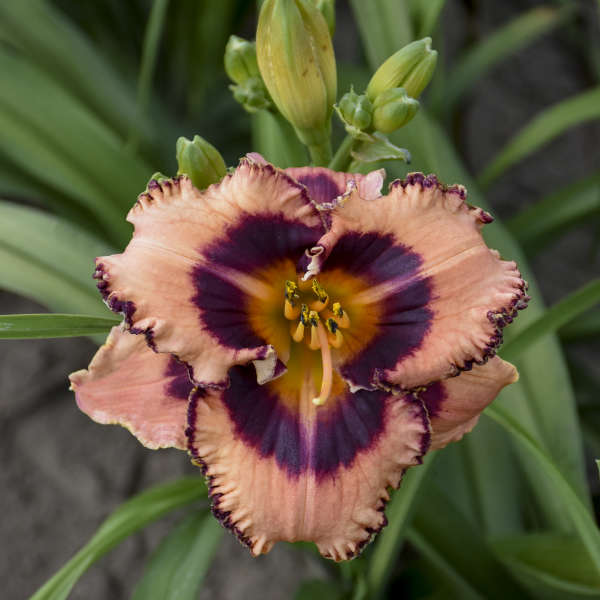 Daylily Hungry Eyes (PP32365)