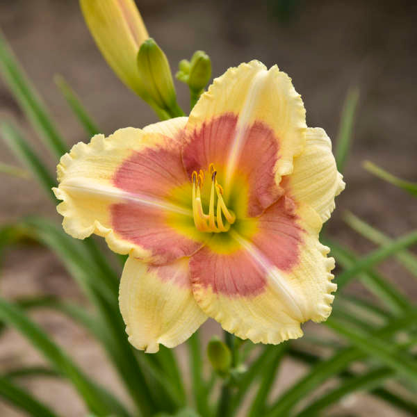 Daylily When My Sweetheart Returns (PP13480)