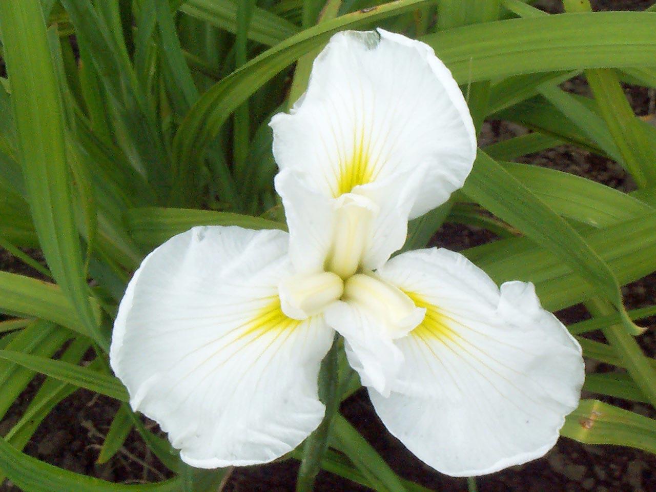 Japanese Iris Mt. Fuji