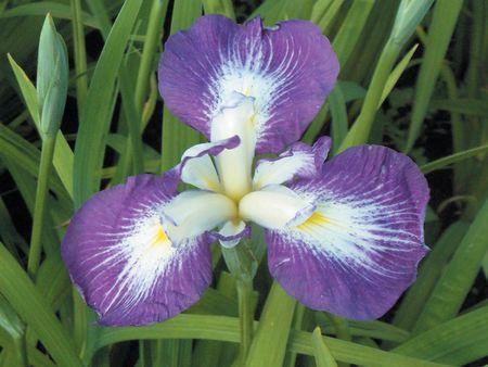 Japanese Iris Picotee Wonder