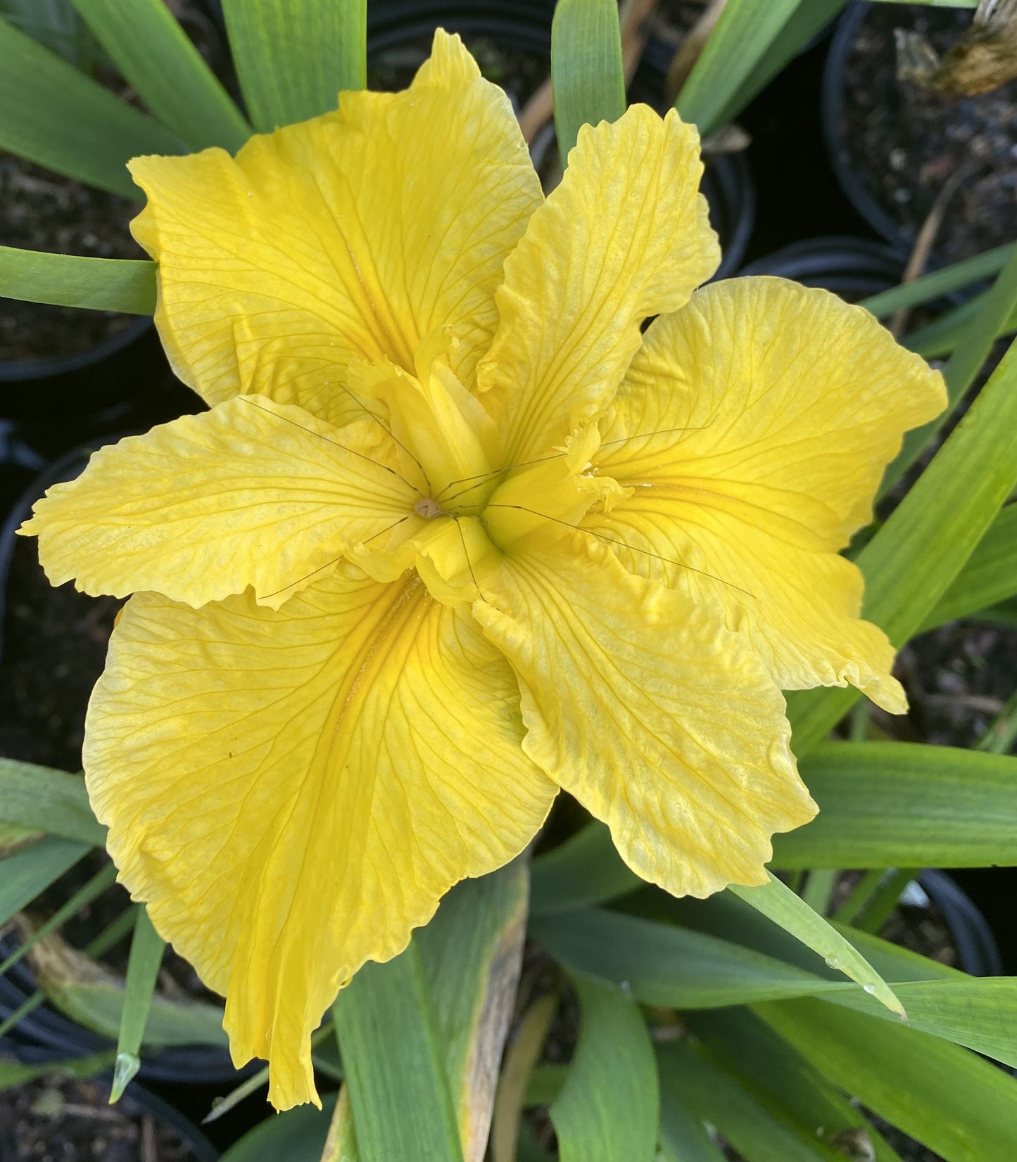 Louisiana Iris Brazos Gold
