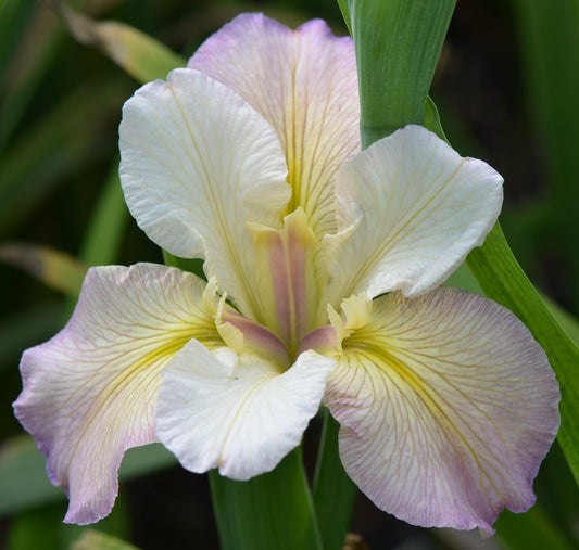 Louisiana Iris Nanih Waiya