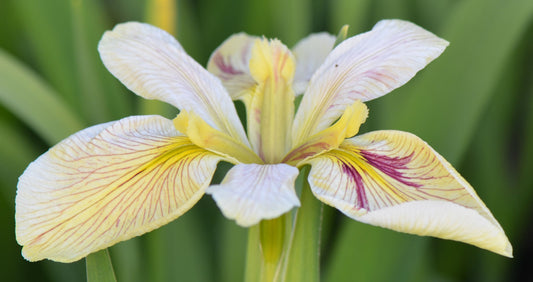 Louisiana Iris Splitter Splatter