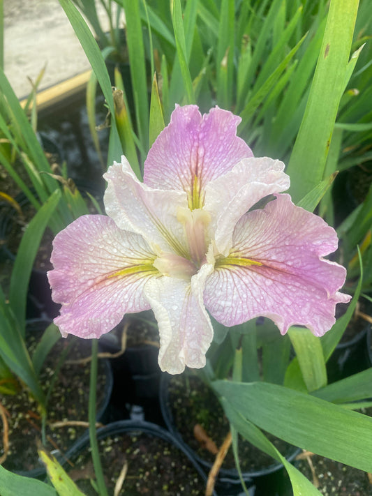 Louisiana Iris Divorcee